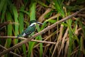 103 Tarcoles, groene ijsvogel